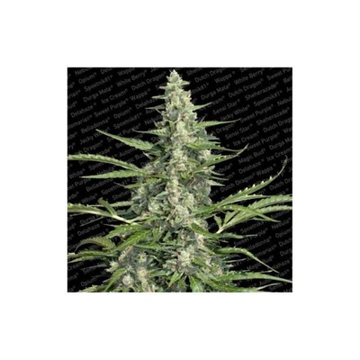 PANDORA (3U) - PARADISE SEEDS en Patagonia Seeds Punta Arenas