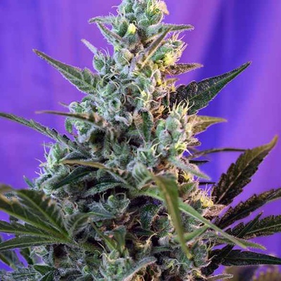 Colección Sweet Seeds Sweet Skank Auto (3+1uds) en EL GRIFO GROW SHOP Iquique