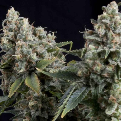 AUTO TUTANKHAMON (1U) - PYRAMID SEEDS en Patagonia Seeds Punta Arenas