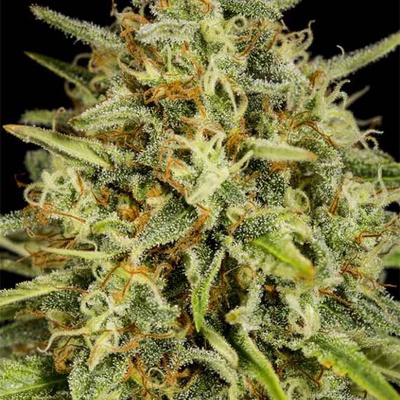 Dinafem Strawberry Amnesia (3uds) en EL GRIFO GROW SHOP Iquique