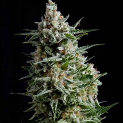 AUTO ANESTHESIA (1U) - PYRAMID SEEDS  en Patagonia Seeds Punta Arenas