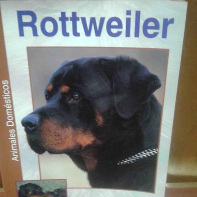 Rottweiler en Libreria Tomislav Punta Arenas