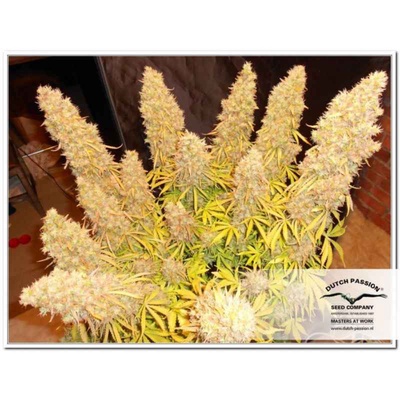 AUTO THINK DIFFERENT (3U) - DUTCH PASSION en Patagonia Seeds Punta Arenas