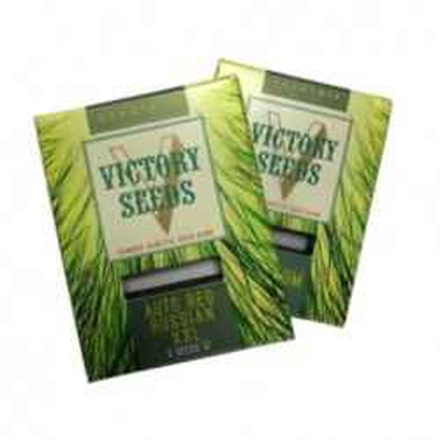 Colección Victory Seeds Amnesia Haze (3uds) en EL GRIFO GROW SHOP Iquique